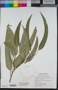 Eucalyptus globulus image