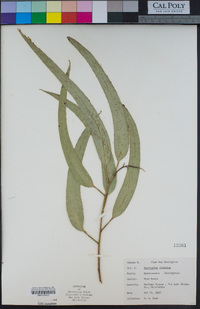 Eucalyptus globulus image