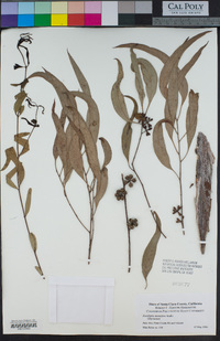 Eucalyptus mannifera image
