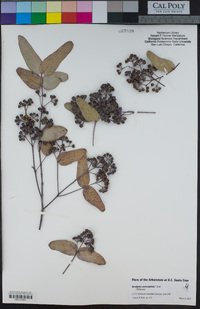 Eucalyptus melanophloia image