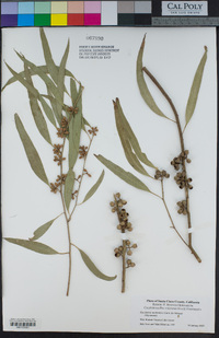 Eucalyptus melliodora image