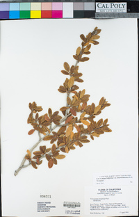 Cercocarpus ledifolius image