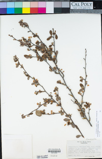 Cercocarpus montanus var. glaber image