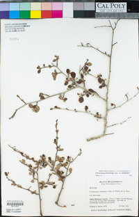 Cercocarpus betuloides var. betuloides image