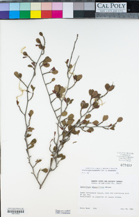 Cercocarpus montanus var. glaber image