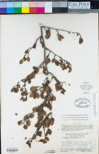 Cercocarpus betuloides image