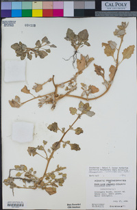 Chenopodium macrospermum image