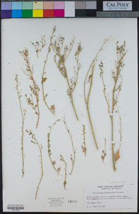 Chenopodium neomexicanum image