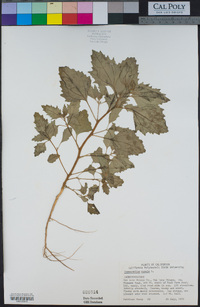 Chenopodium murale image