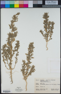 Chenopodium murale image