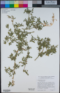 Chenopodium murale image