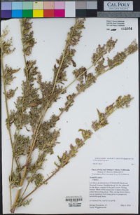 Chenopodium murale image