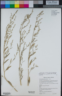 Chenopodium pratericola image