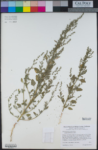 Chenopodium strictum image