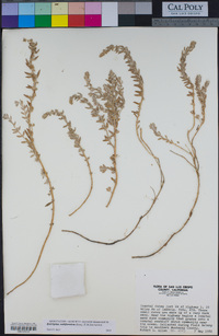 Atriplex californica image