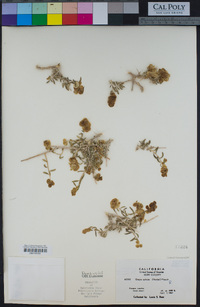 Grayia spinosa image