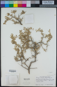 Grayia spinosa image