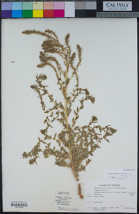 Kochia scoparia subsp. scoparia image