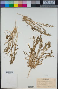Monolepis nuttalliana image