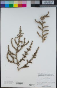 Salsola ryanii image