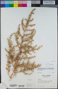 Salsola tragus image