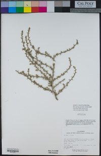 Salsola tragus image