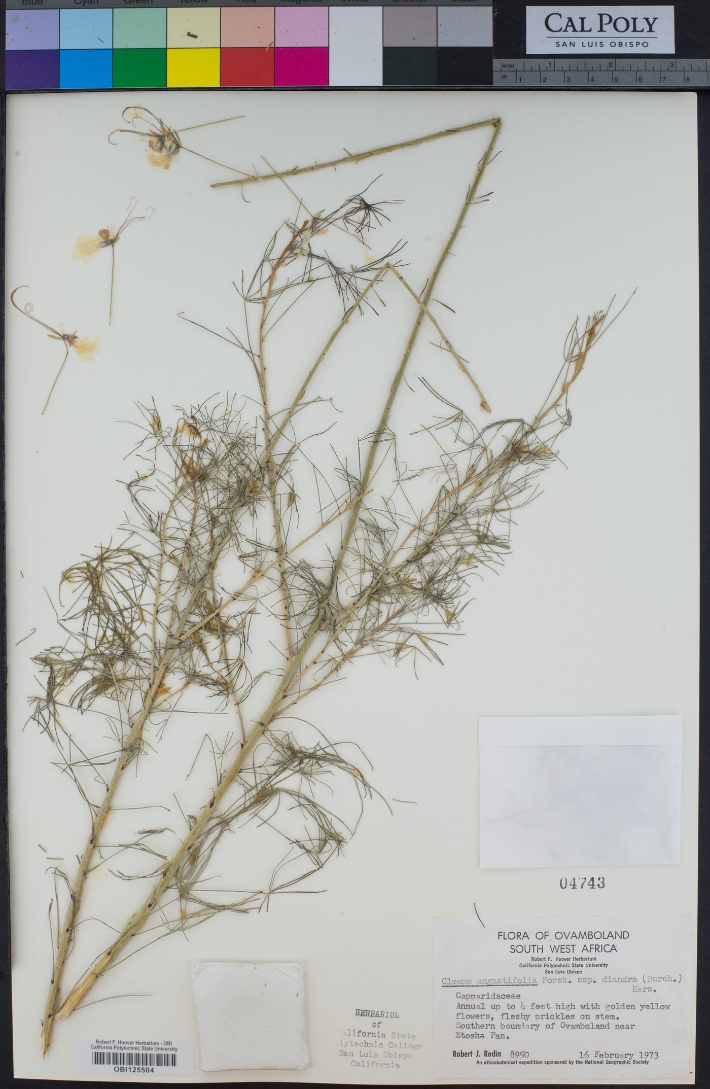 Coalisina angustifolia var. diandra image