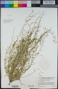 Calystegia longipes image
