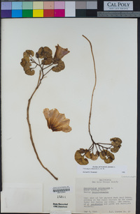 Calystegia soldanella image