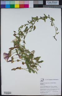 Calystegia macrostegia image