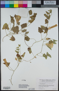 Calystegia subacaulis subsp. episcopalis image