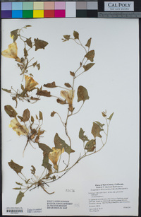 Calystegia subacaulis subsp. episcopalis image