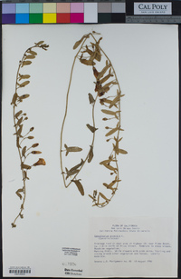 Convolvulus arvensis image