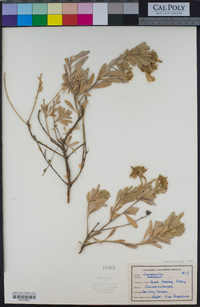 Convolvulus cneorum image