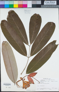 Amherstia nobilis image