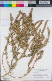 Amaranthus powellii image