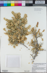 Grayia spinosa image