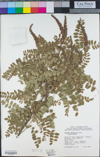 Amorpha californica image