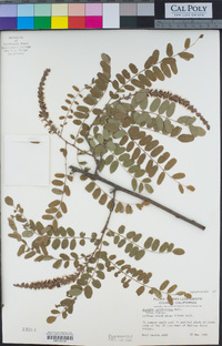 Amorpha californica image