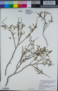 Amorpha californica var. californica image