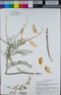 Astragalus asymmetricus image