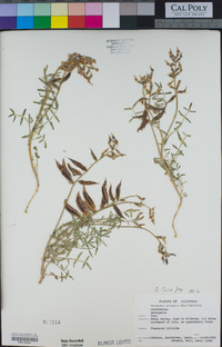 Astragalus casei image