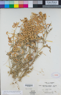 Astragalus curvicarpus image