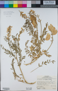 Astragalus curtipes image