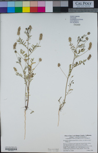 Astragalus didymocarpus image