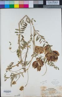 Astragalus douglasii image