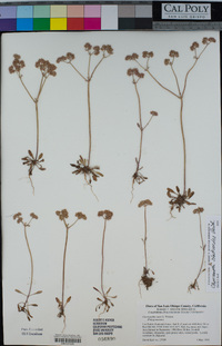 Chorizanthe staticoides image