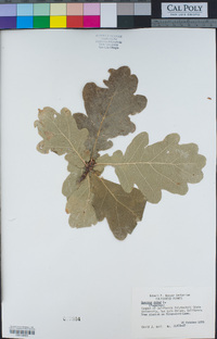 Quercus robur image