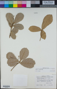 Quercus rugosa image