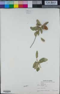 Quercus suber image